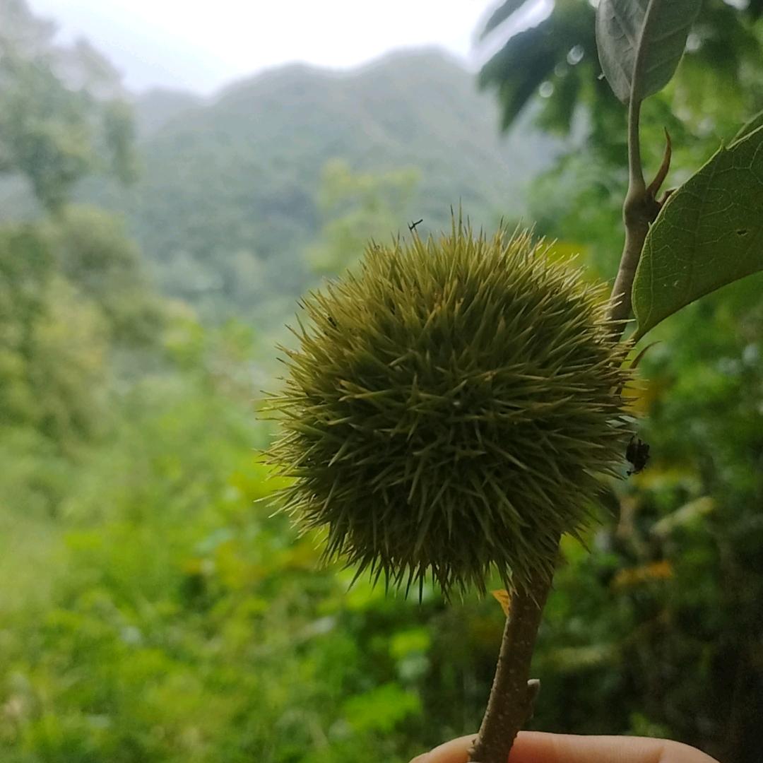 孤鹰