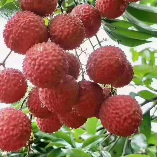 从化温泉大岭山果园