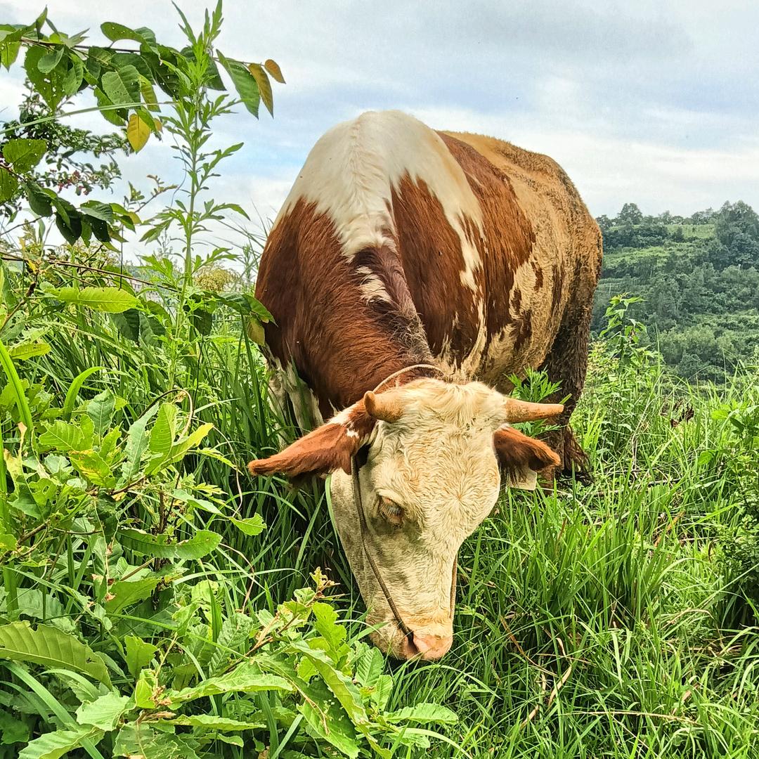 粉墙，打磨，清光，墙砖地砖，