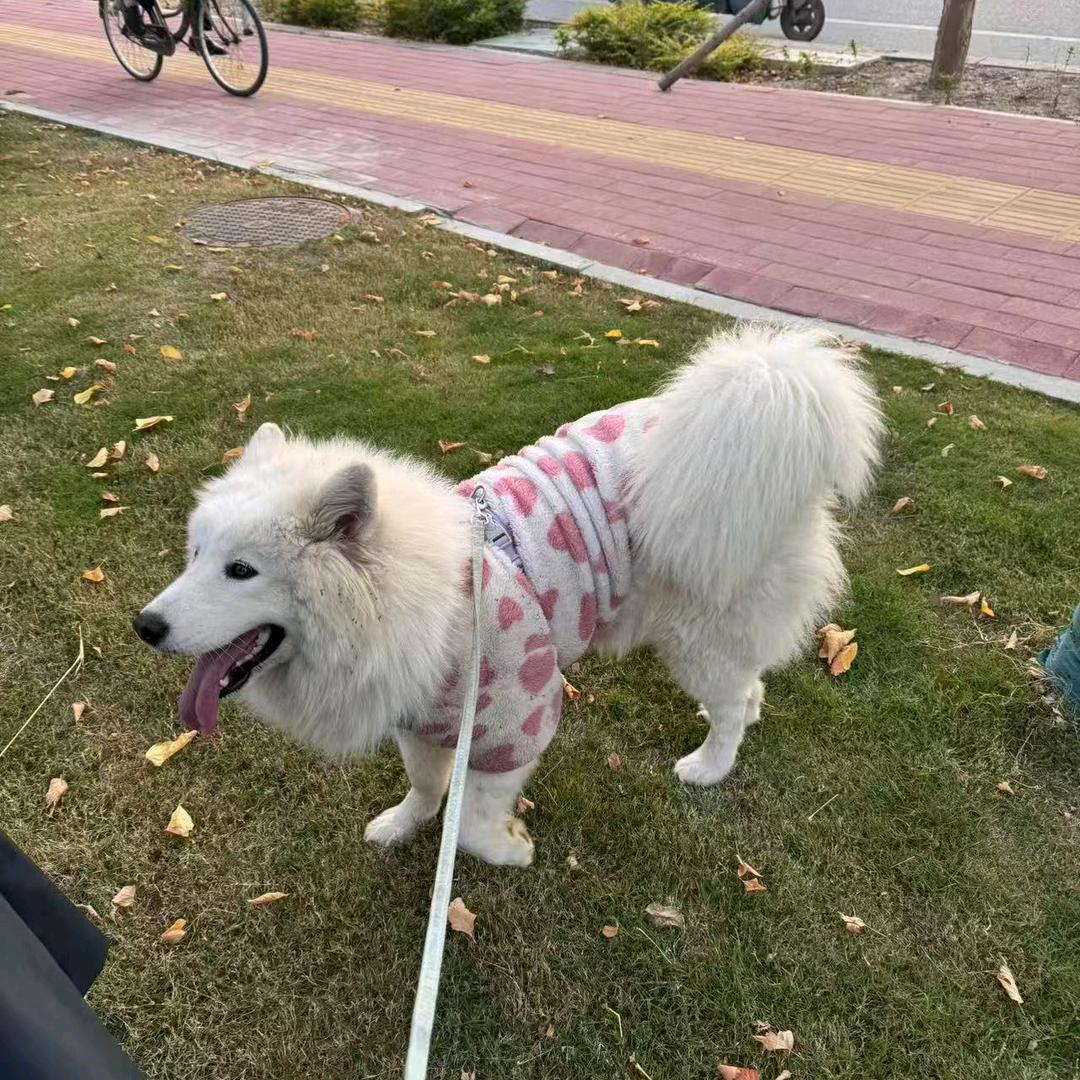 萨摩耶旺仔