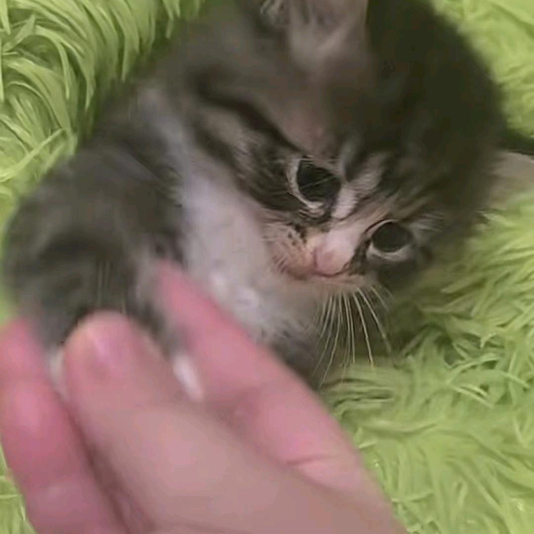王者荣耀阿狸猫