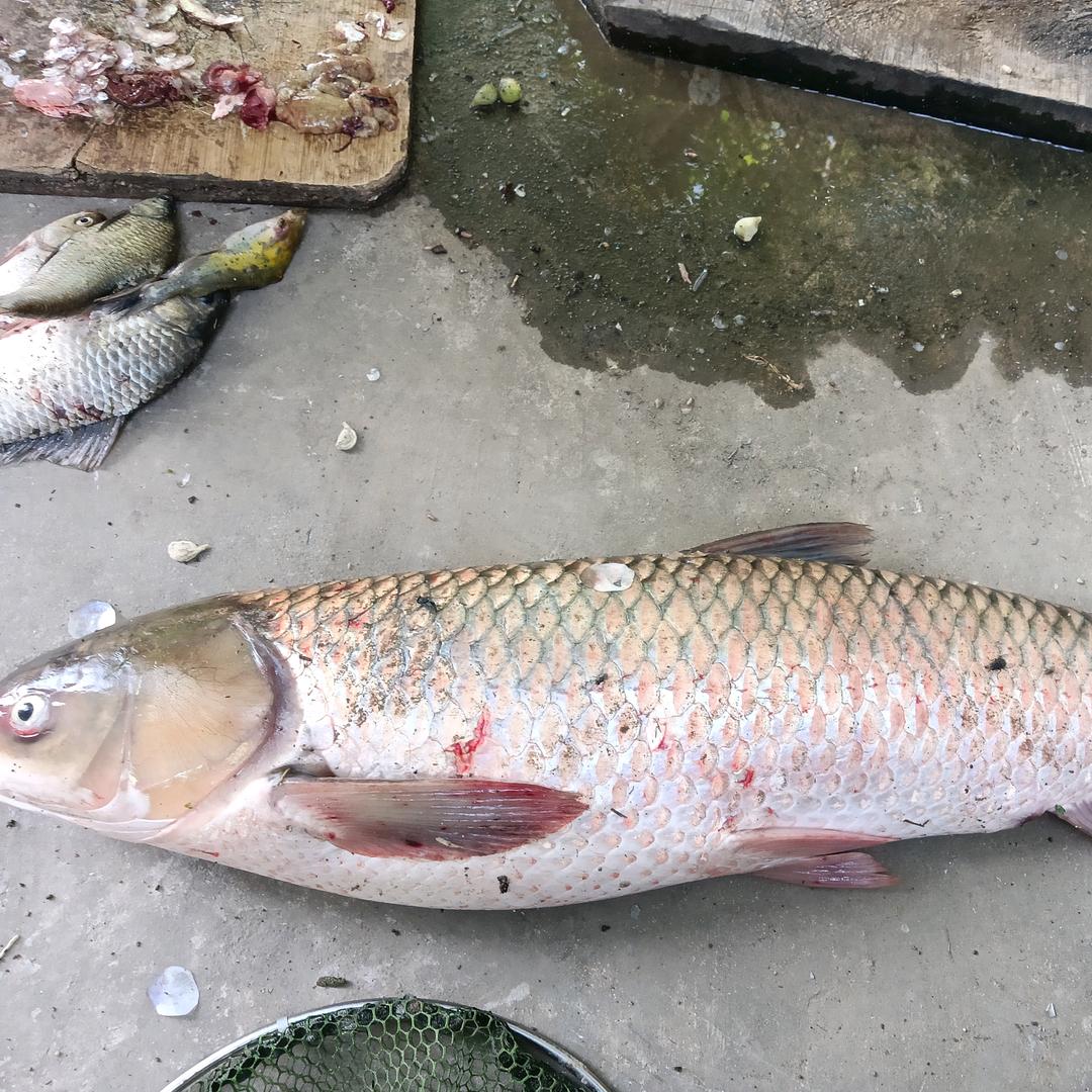 此心光明 . 亦复何言