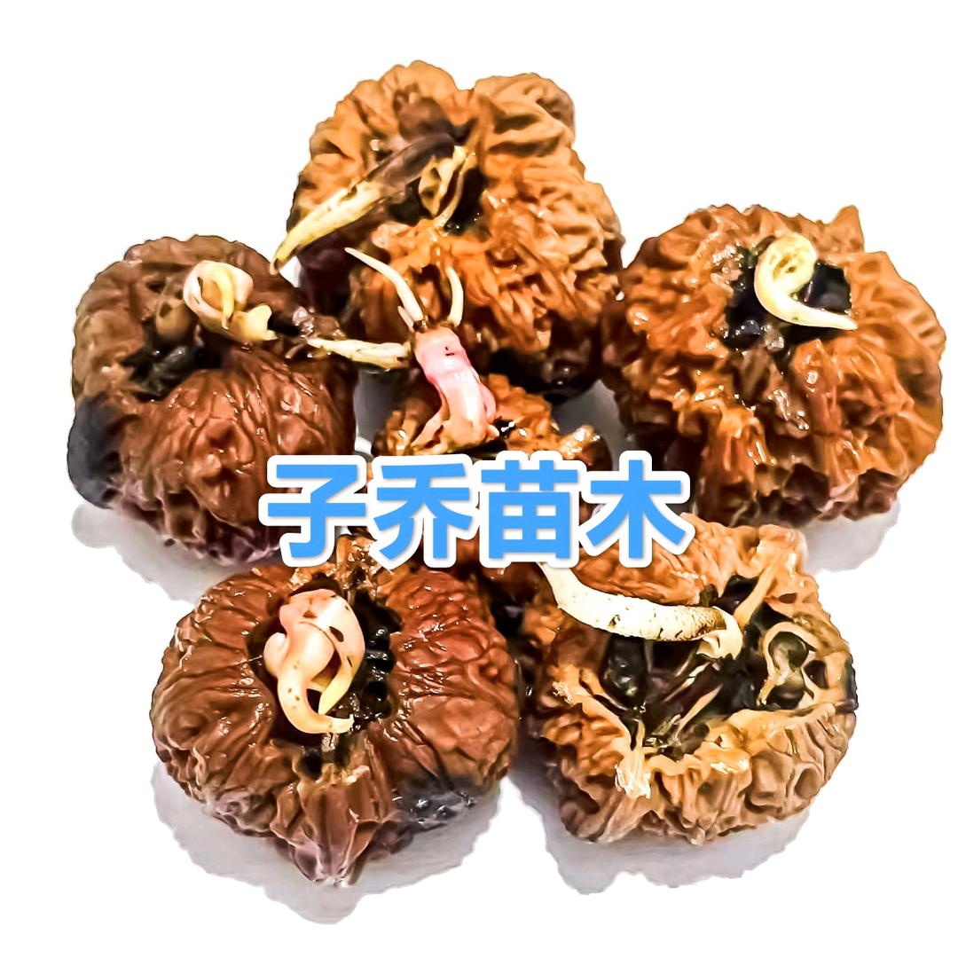 涞水县子乔苗木种植园