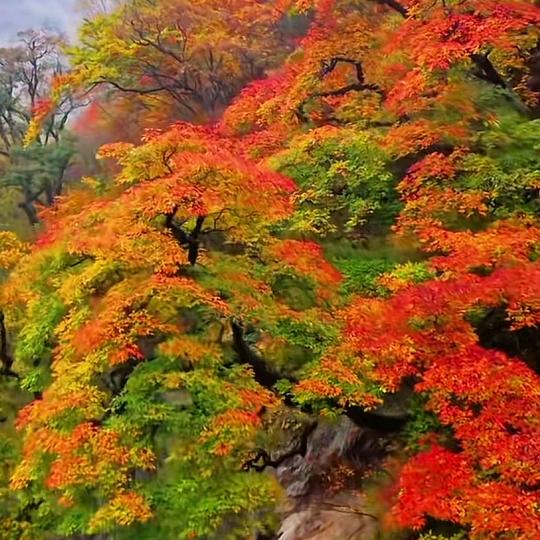 独行侠