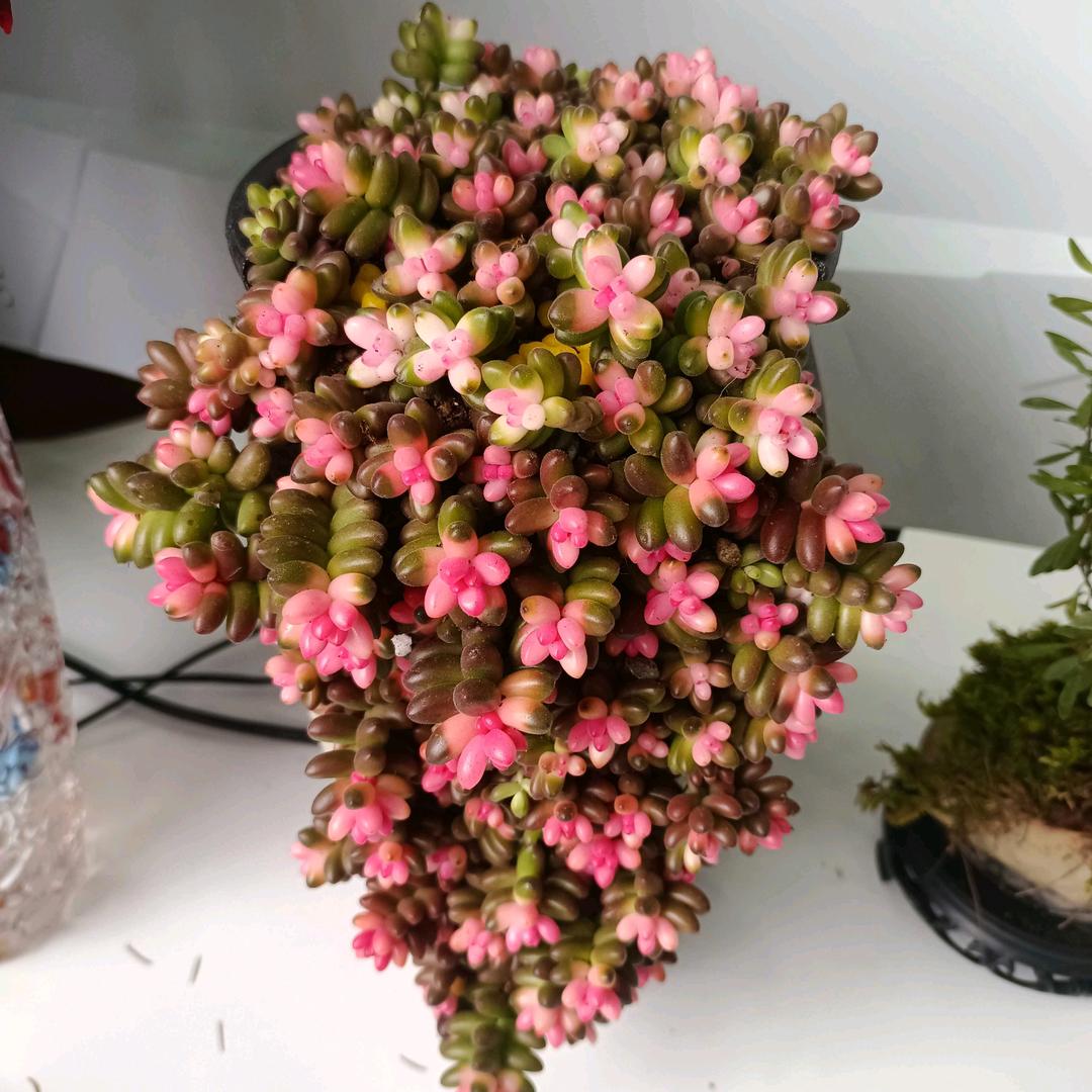 茗媛