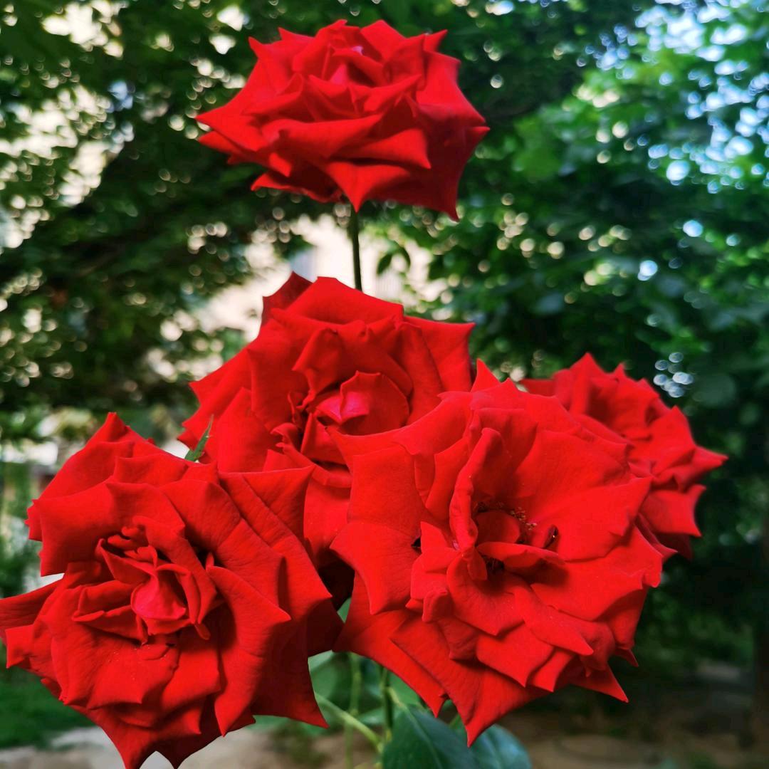 咸阳糖豆便利店芙蓉