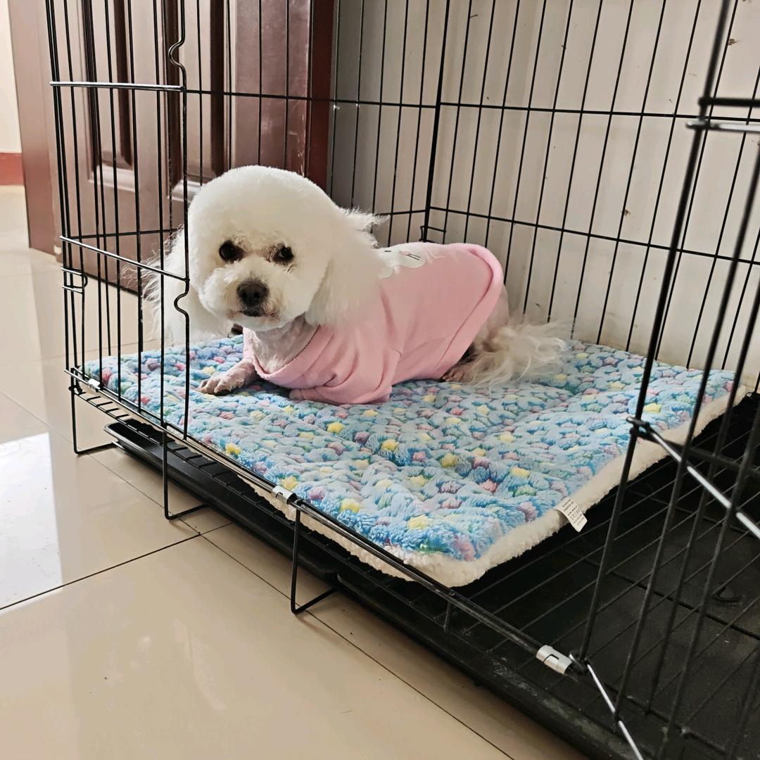 馒头～比熊妹妹一只