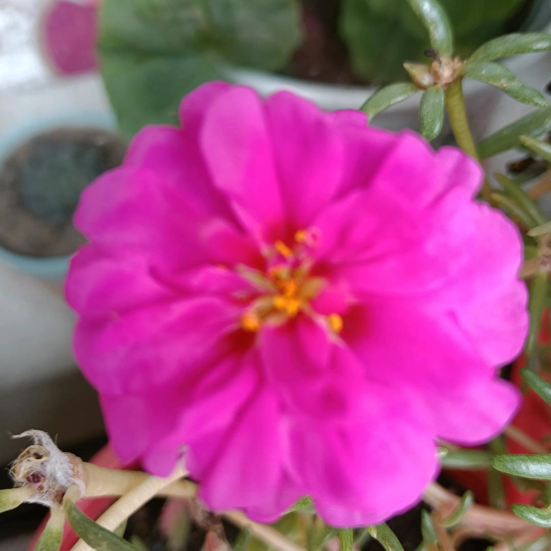 🌹🌹小白兔🌹🌹