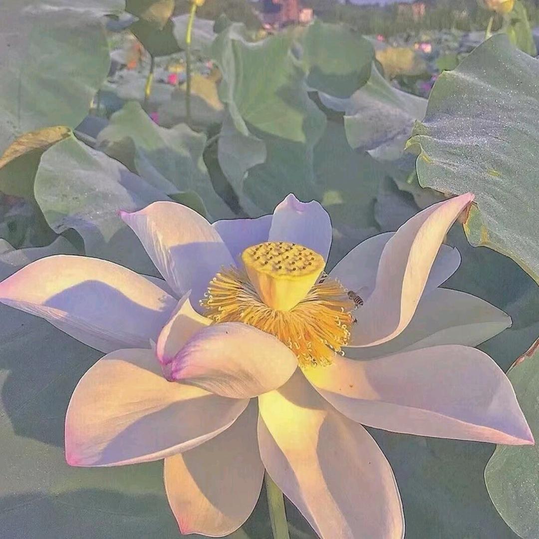 南京修枪头