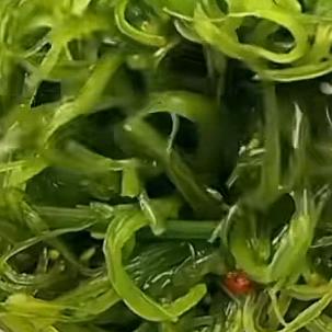 朱凡美食养生