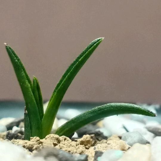 惠艺