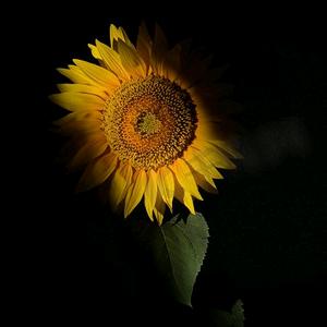 (   ˊ ᵕ ˋ wang💦)