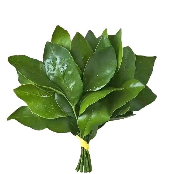 氧鲸