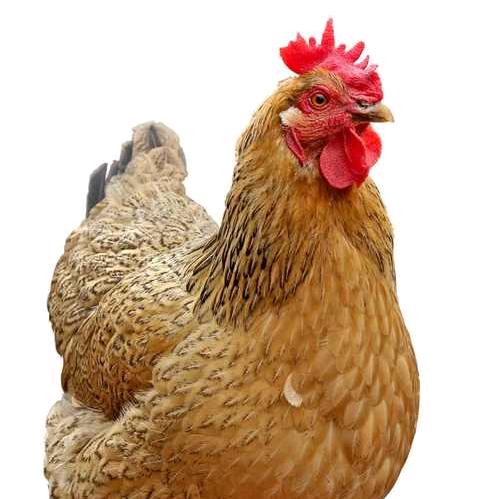 优品三黄鸡