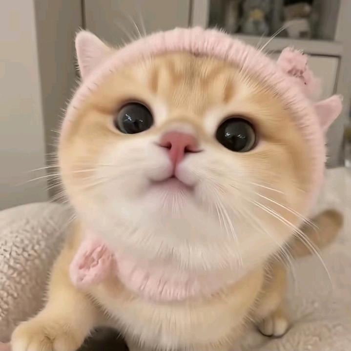 王王王小猫