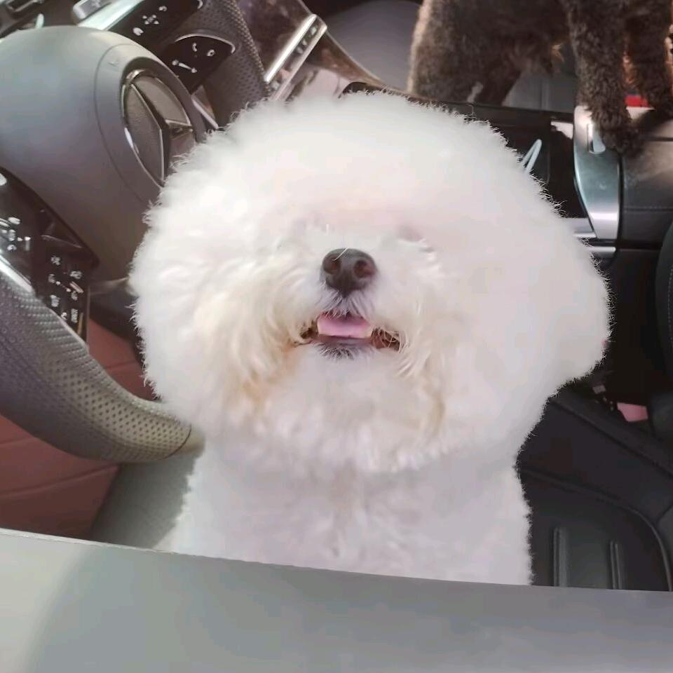 果冻是小体比熊