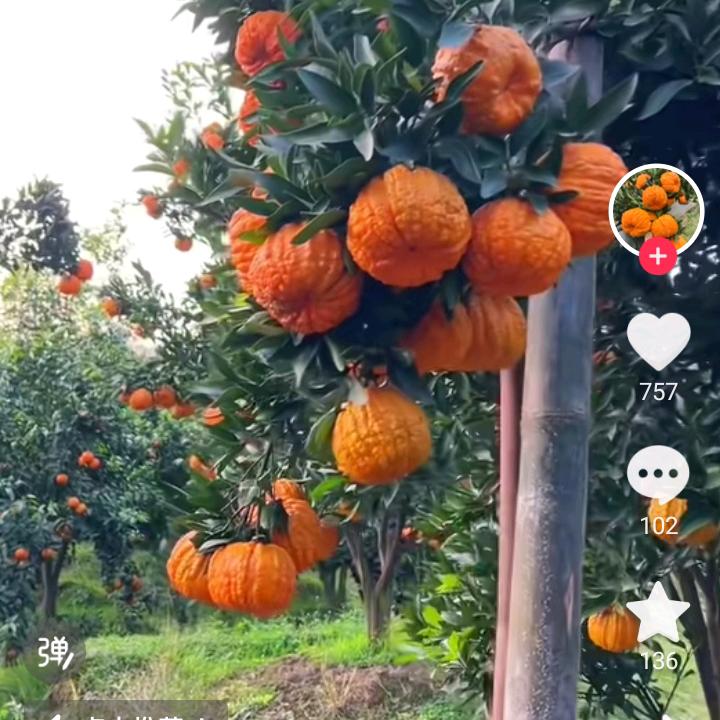风光无限