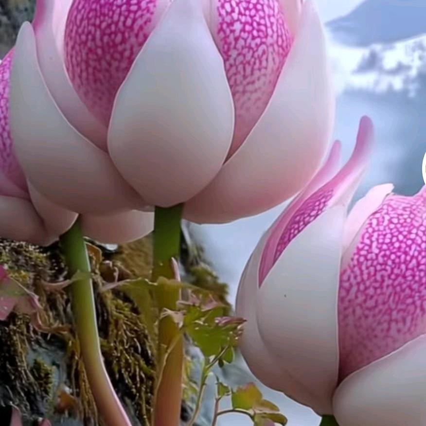 开心快乐每一天