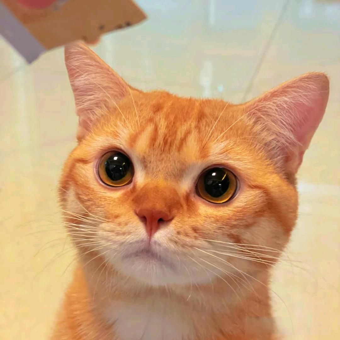 ✨凌晨一点的猫