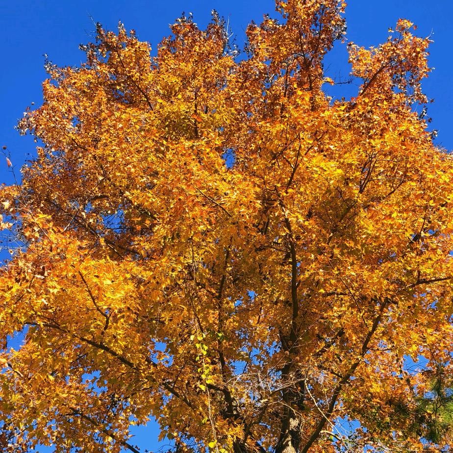 ꦿ空白꧔ꦿ᭄࿐ᩚ