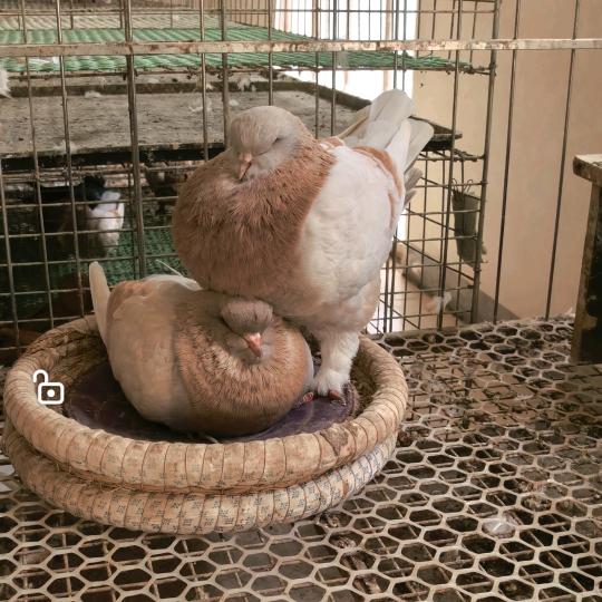 太康县高端元环元宝鸽子交流