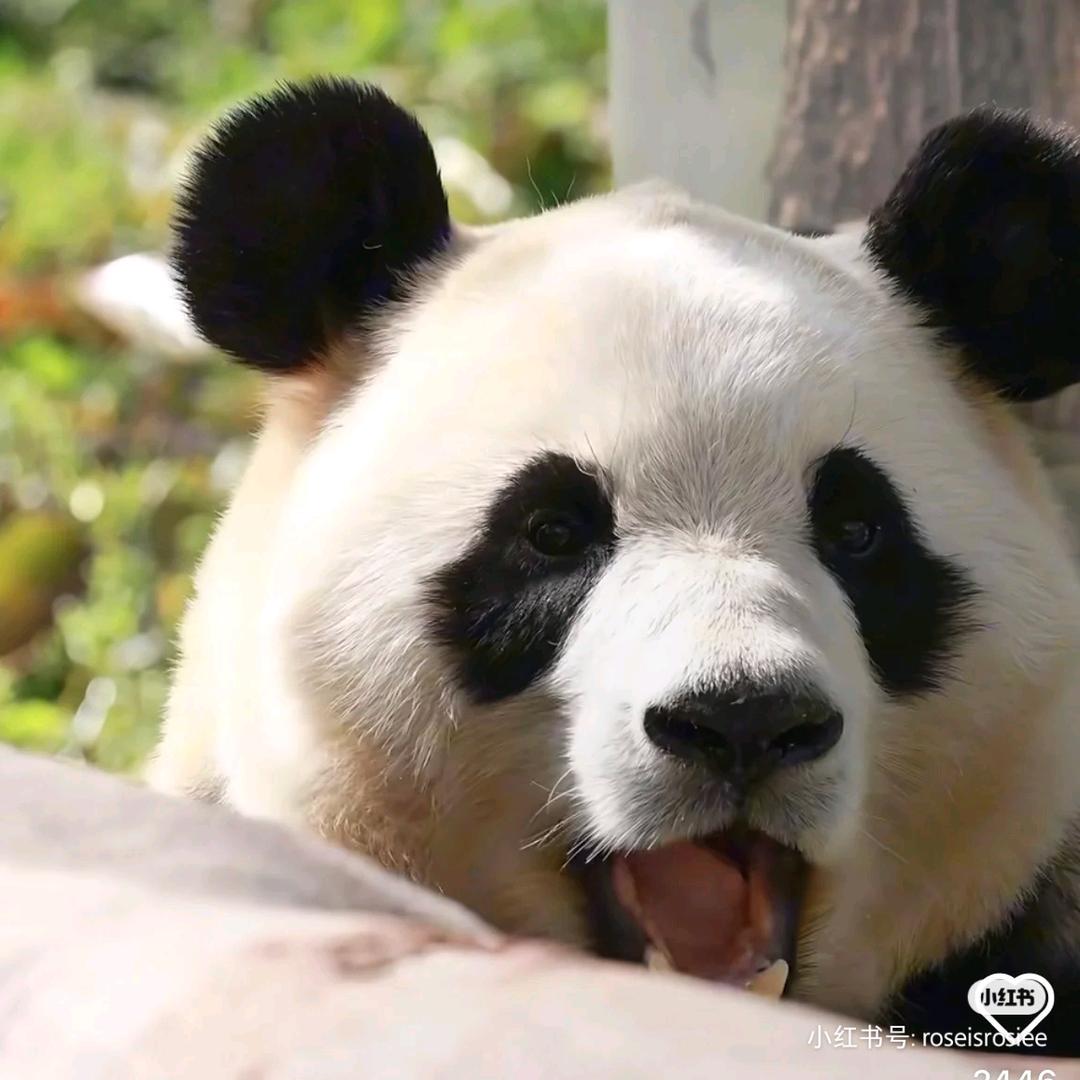 爱吃樱桃的番茄🍅