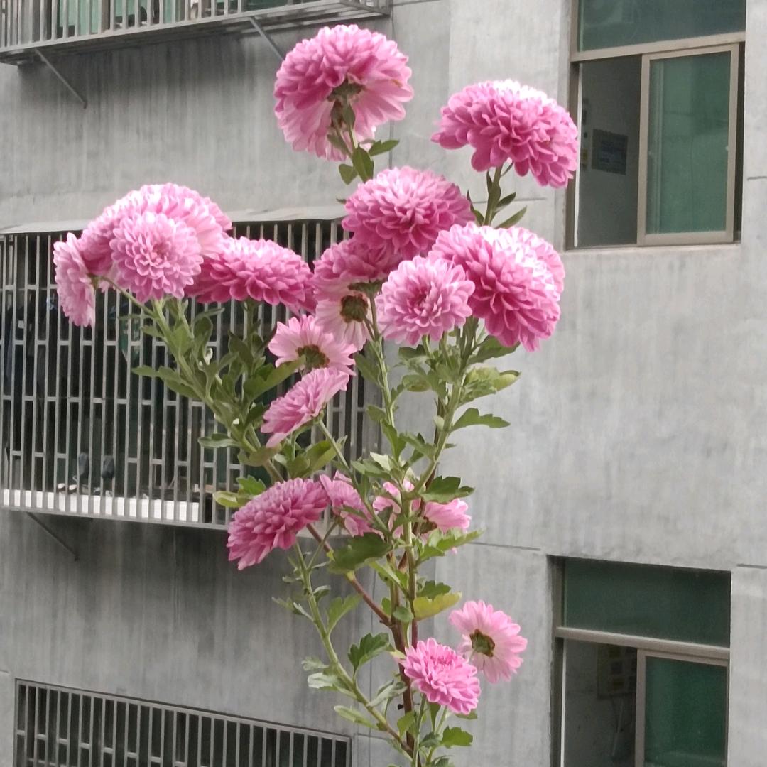 傻丫头💃