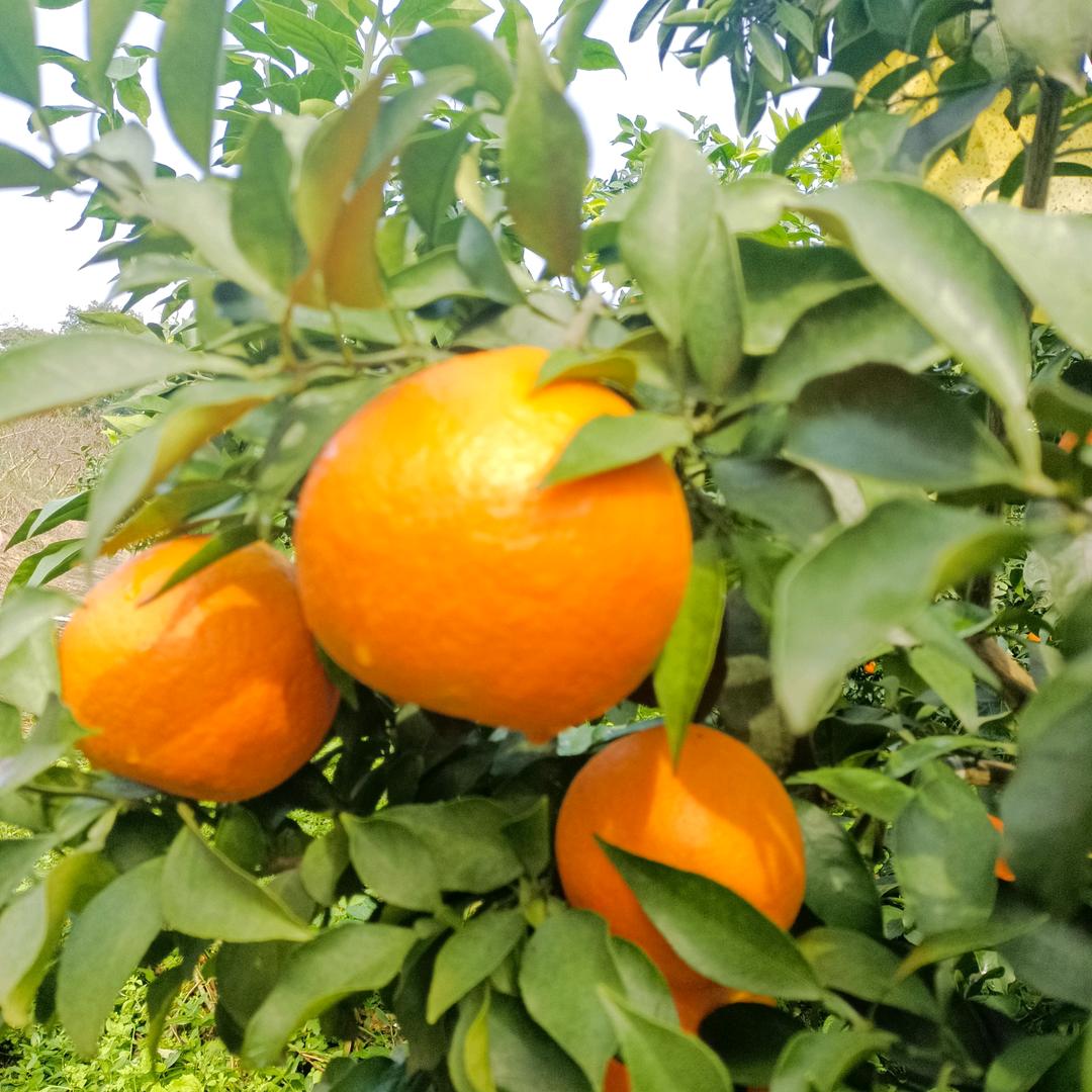清风《拒私聊》