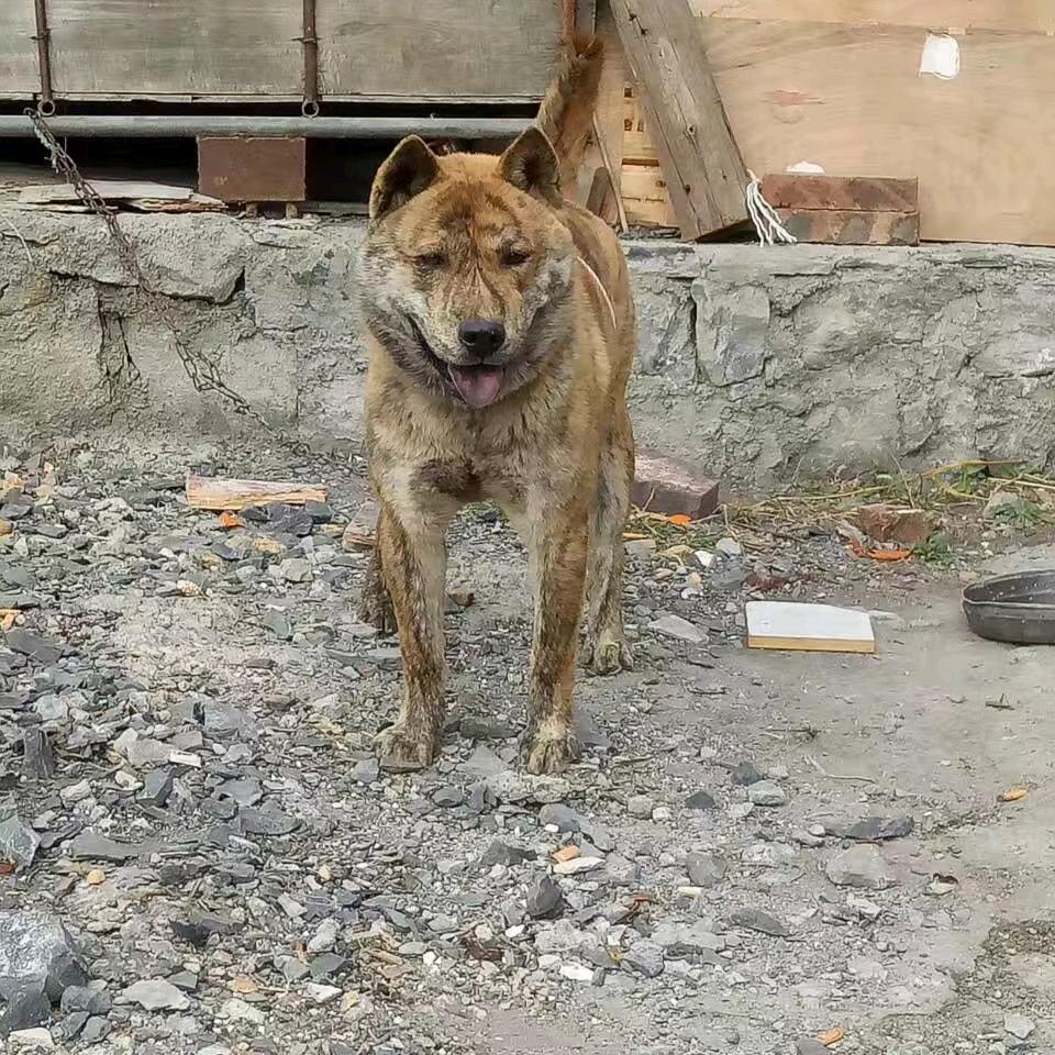 广西山地田园犬二