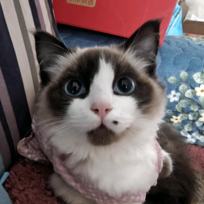 陶嘟嘟ฅ( ̳• ◡ • ̳)ฅ