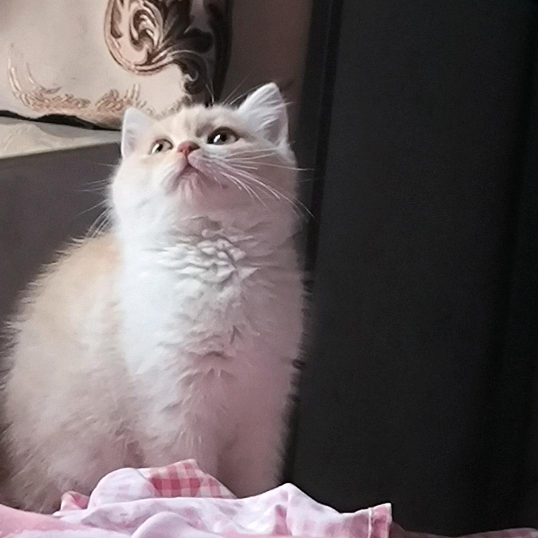 不会叫的猫🐱