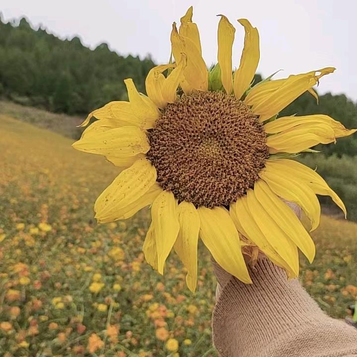 彭程万丽