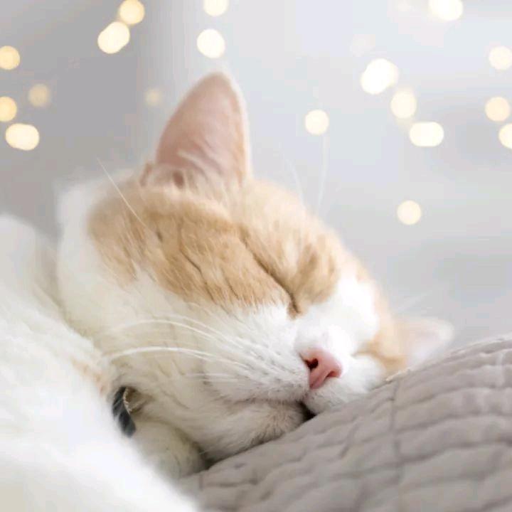 财神爷的猫儿