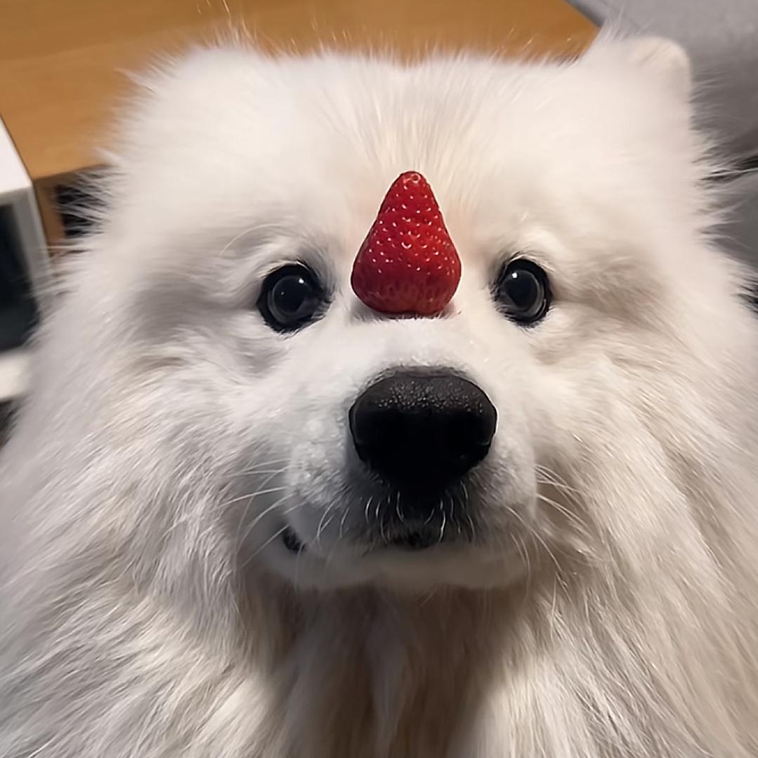 黎荷