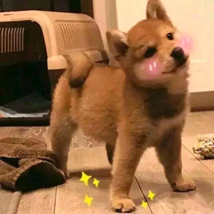 一龙腾飞