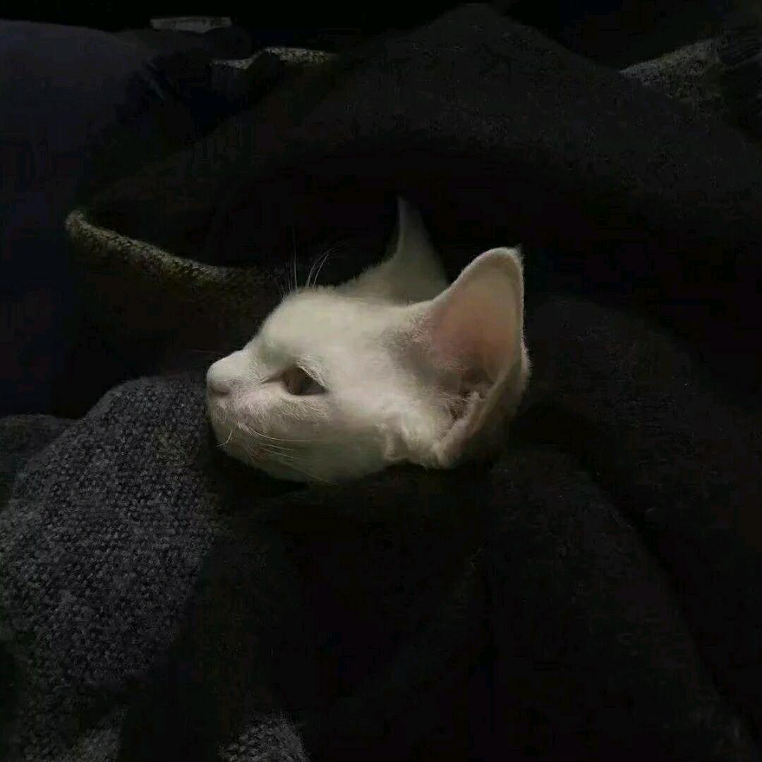 忧郁悲伤西兰花🥦