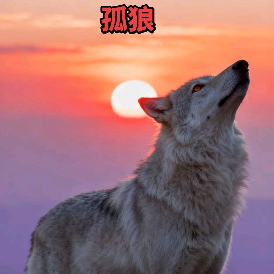 孤狼:单身扛把子！被女人遗忘的男神