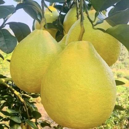 蜜逅桃