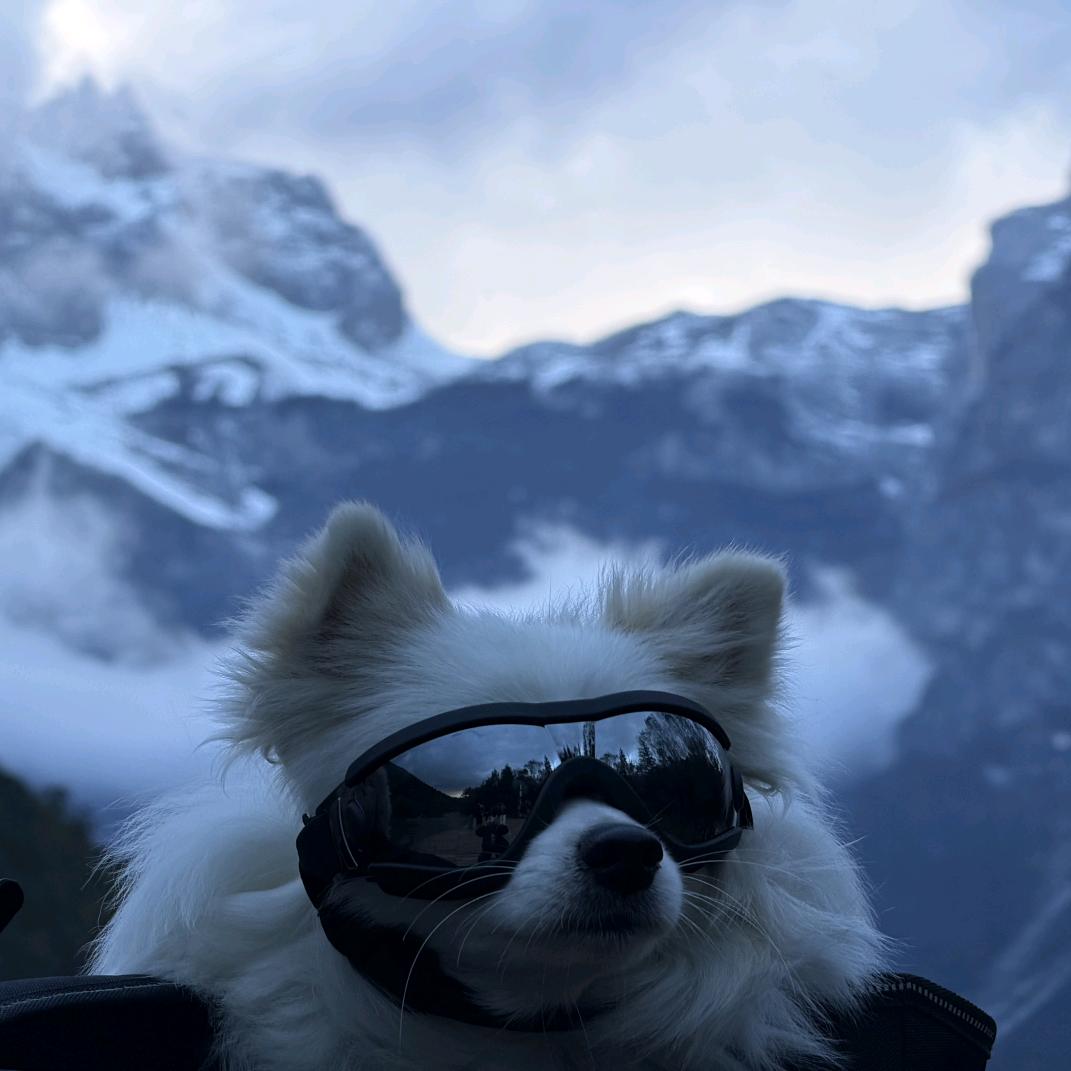 毛孩子的快乐日记