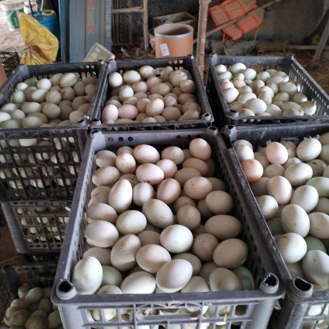 鸭蛋批发零售地址扬湖口郭楼养殖场