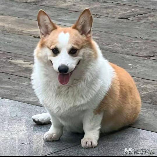 小丁养殖舍(回收幼犬)