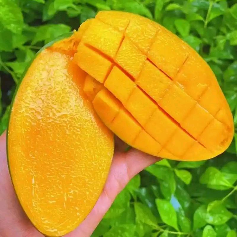 果然甜（现摘芒果）