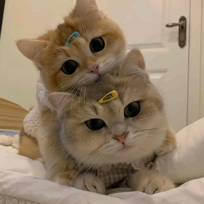 忘忧草