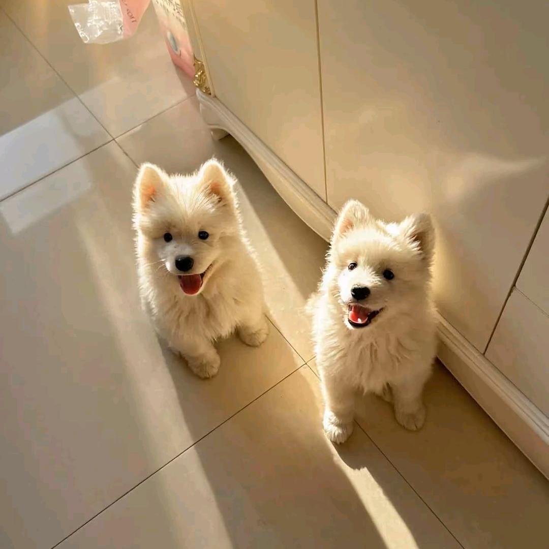 哎呀呀￥