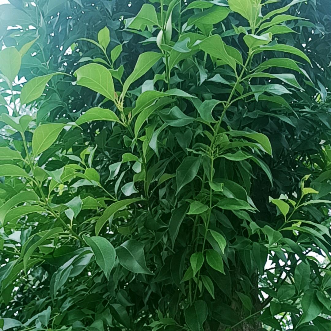 AI慧