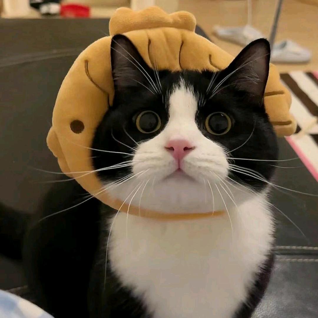 拜托猫猫-