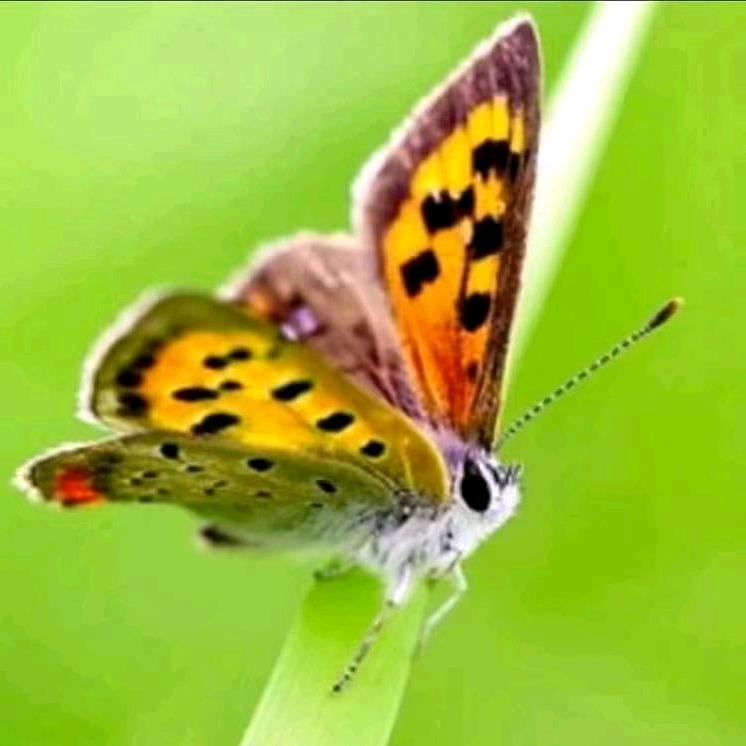 🌲单只蝴蝶一路走来欢笑和泪水🌲