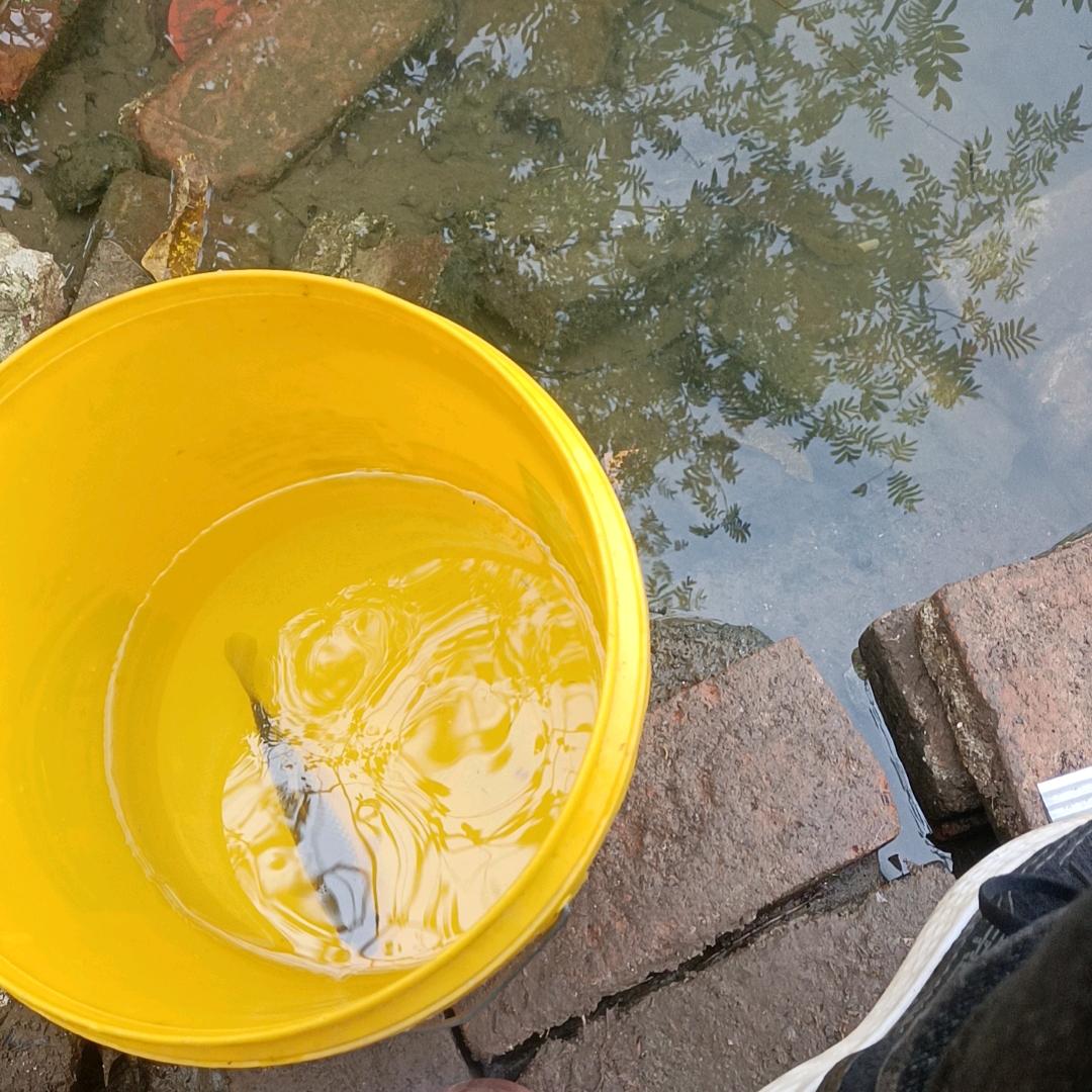 FF_HGDY曹