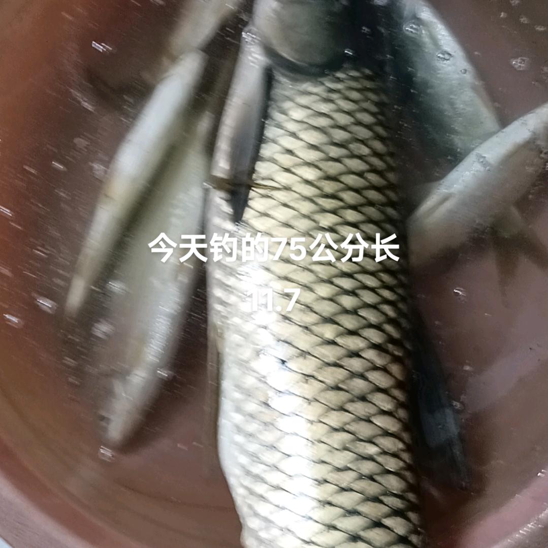 竹影清風