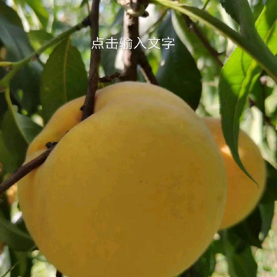 周姐